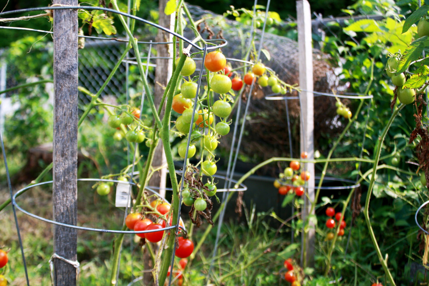 Cherry tomatoes